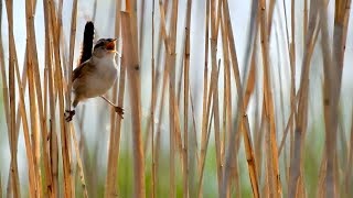 Marsh Wren (Cistothorus palustris)