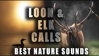 Loon Calls & Elk Bugles - The Best Sounds in Nature - Updated Version by Harry Collins Photography 1,136 views 5 months ago 3 minutes, 17 seconds