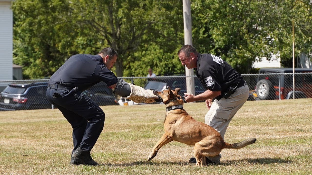 Haverstraw PD K9 Karma Suspect Apprehension After Vehicle Pursuit