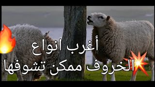 أغرب انواع الخروف لممكن تشوفها