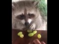 Raccoon: “don’t touch my grapes”