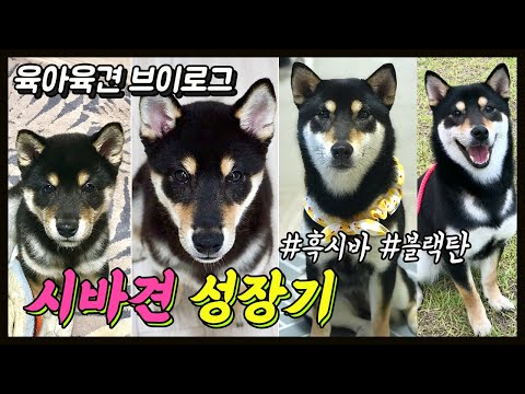   시바견 성장기 시바견 흑시바 블랙탄 보리 성장기 시바견 키우기