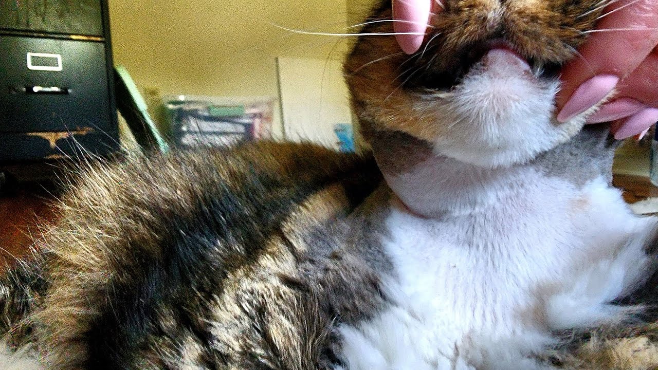 Draining cat abscess INFO in description - YouTube - Cat Ear Draining Abscess