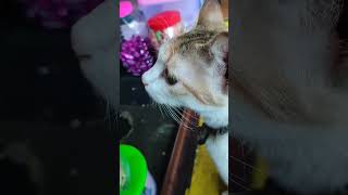 'Purr-fection Captured: A Whisker-twitching Tale of Adorable Emotions 🐾😺' #KittenExpressions #cat ❤️ 'Purr-fection Captured: A Whisker-twitching Tale of Adorable Emotions 🐾😺' #KittenExpressions #cat ❤️