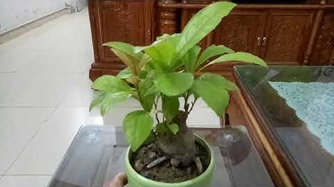 Cây lộc vừng bonsai mini để bàn tuyệt đẹp. @Làm vườn giải trí !