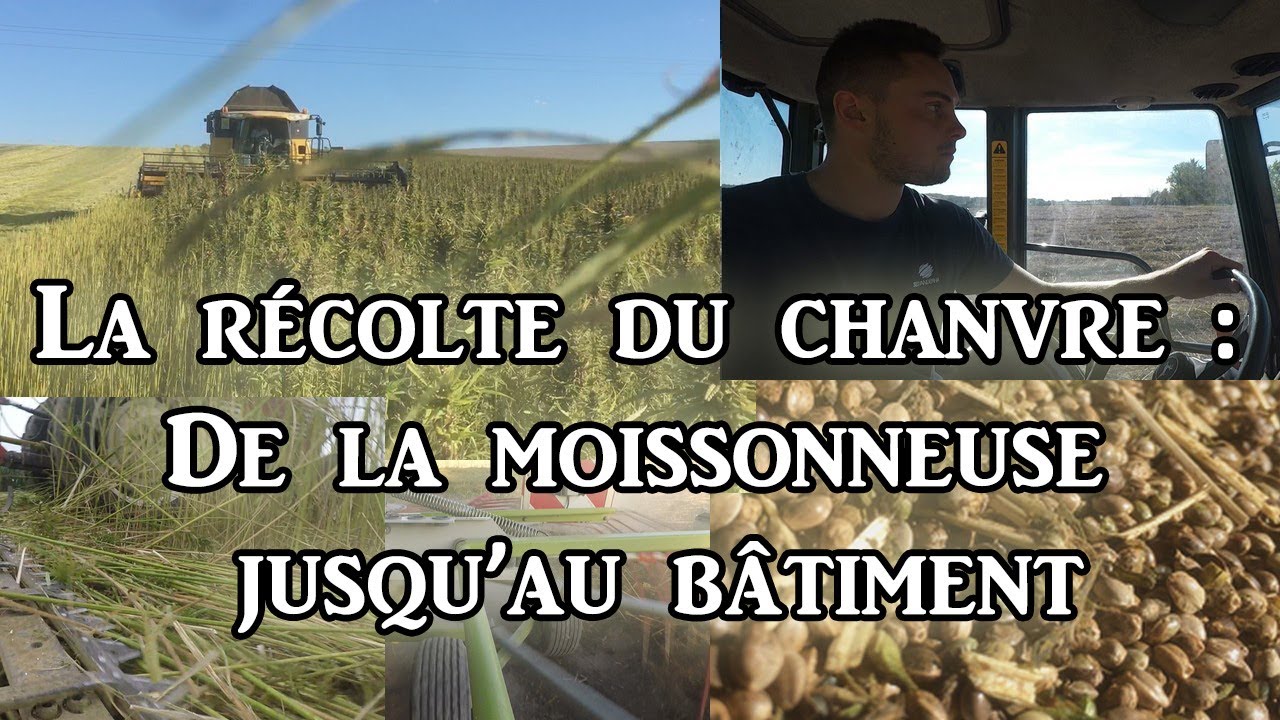 La Récolte du Chanvre : De la moissonneuse jusqu'au bâtiment
