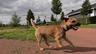Border Terrier Woody walks again by Border Terrier Tube (BTT) 751 views 7 months ago 4 minutes, 3 seconds