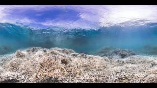 A coral reef before, during, and after a 'bleaching' event in 2014