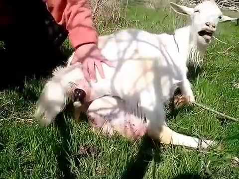 Видео: Рождение на ферме - рождение овец, коз, лам и альпаков
