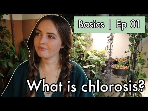 ვიდეო: რატომ ჩნდება ქლოროზი?