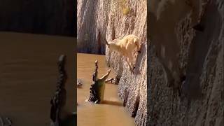 Animals That Escaped Death At The Last Second 😱#animalfacts #wildlife #facts