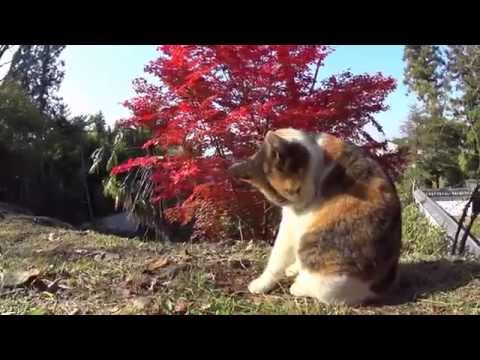 京都、秋の哲学の道は猫がいっぱい