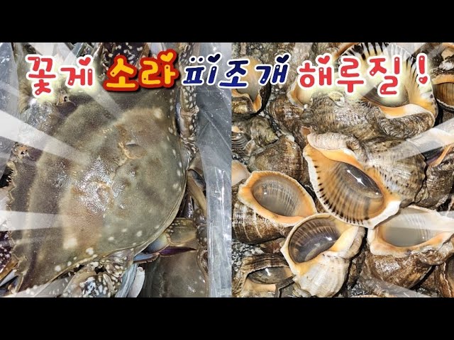 8월 21일 물높이 140 꽃게 소라 피조개 해루질 !