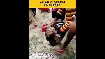 Allah Ki Qudrat ka Nazara  || #viral #shorts #youtubeshorts