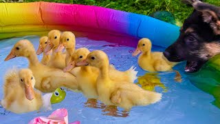 Funny Ducklings and Dog In a Water Pool