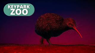 The Oceania Nighthouse! | Keypark Zoo Live