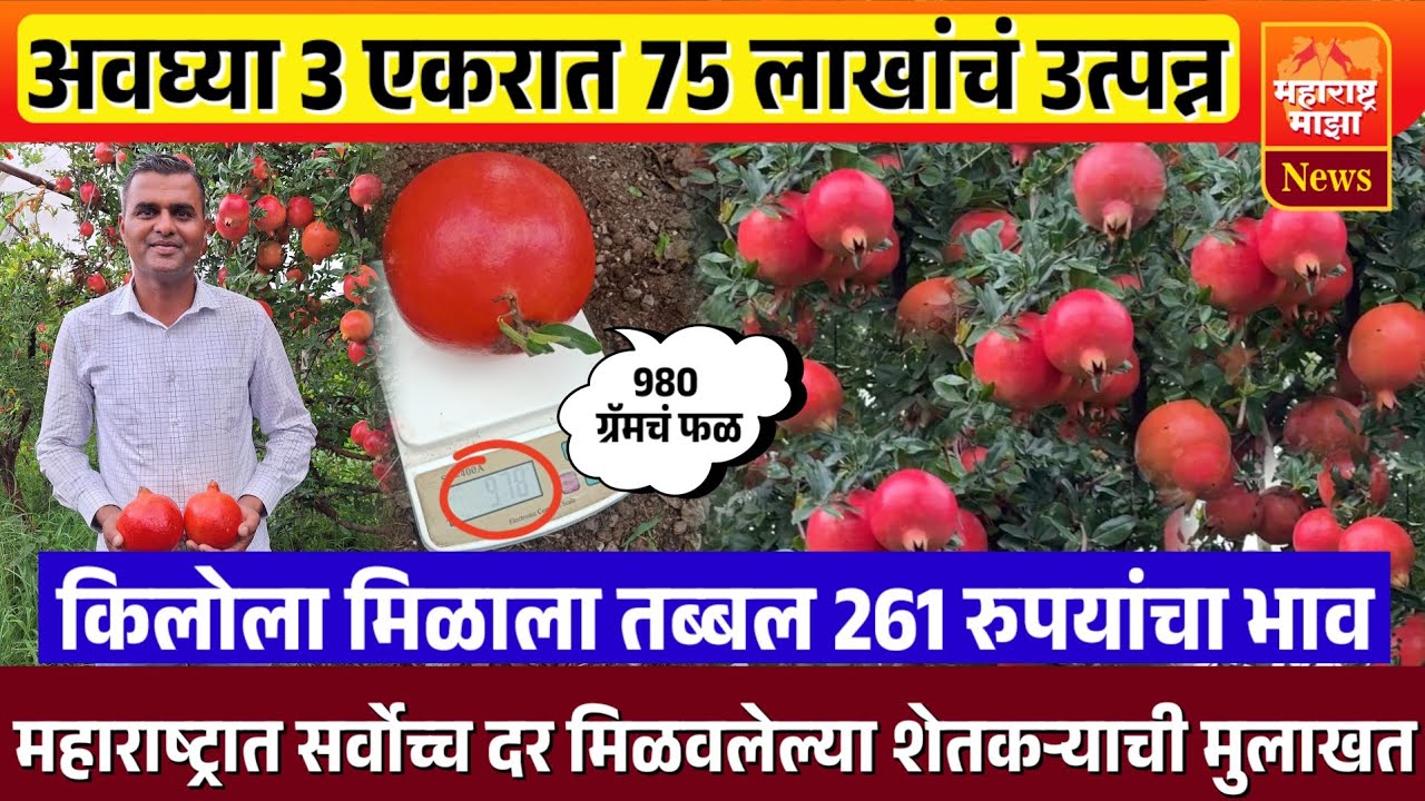 ♦️अवघ्या 3 एकरात 75 लाख | महाराष्ट्रात सर्वात टॉपचा दर मिळवलेल्या शेतकऱ्याची मुलाखत..