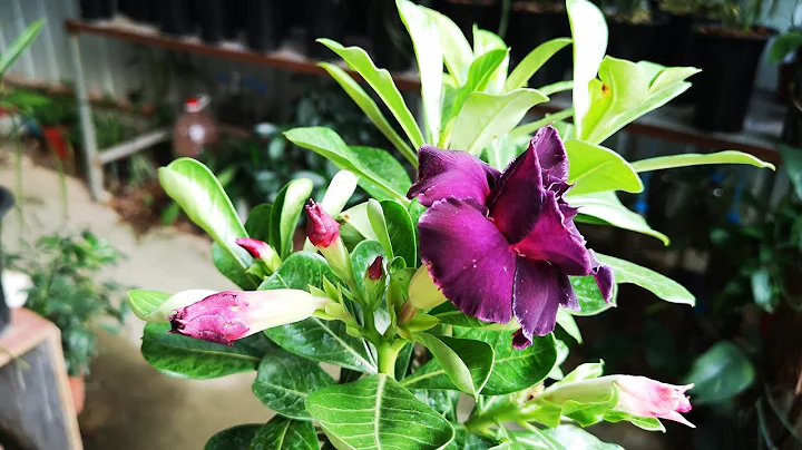 沙漠玫瑰開花後，養護要牢記這4點，不然花朵花苞嘩嘩掉 - 天天要聞