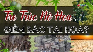 Tre Trúc Nở Hoa Có Thực Là Điềm Báo Tai Họa? Truyền Hình Hậu Giang