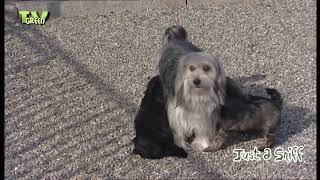 CameraTalk: Lowchen puppy (Little Lion)
