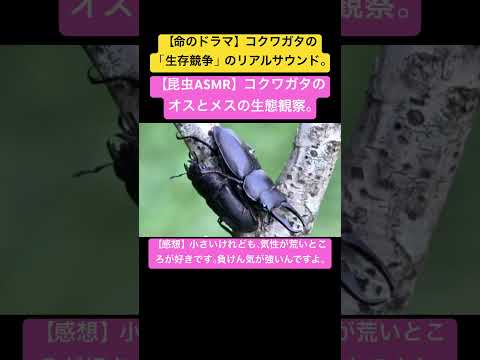 【昆虫ASMR】コクワガタのオスとメスの生態観察。#昆虫図鑑 #昆虫観察 #昆虫撮影 #昆虫採集 #stagbeetle #undaze #asmr #4k #insects #クワガタ
