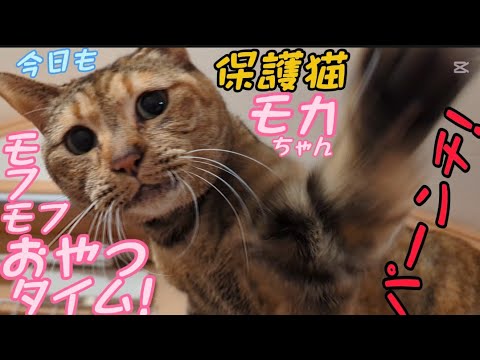 私にだけなつかない保護猫モカちゃんシャー！ウーパーンチ！のモフモフ猫じゃらしおやつタイム😸2025/02/19【保護猫なつくまで】