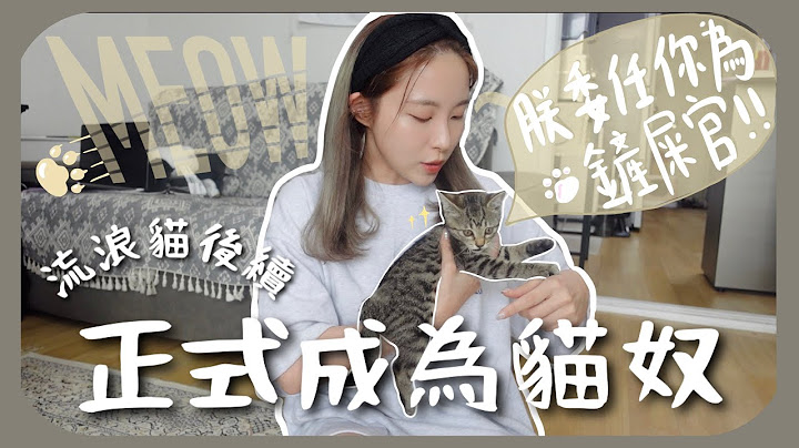 家裏多了一位新家庭成員!! 決定收養流浪小貓+和啤梨相處融洽嗎??길냥이 가족이 되었습니다 - 天天要聞