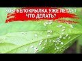 SOS! Белокрылка уже летает. Что делать?