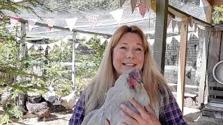 Simple Method for Adding New Chickens to Flock