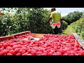 RECOLECCIÓN DE FRAMBUESAS UN TRABAJO FÁCIL DE REALIZAR /AMAZING RASPBERRY SEASON