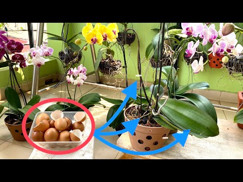 Video Dùng Vỏ Trứng Giúp Lan Hồ Điệp Nhiều Rễ Khoẻ Lá To... - youtube