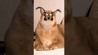 How Big Floppa Makes The Photos