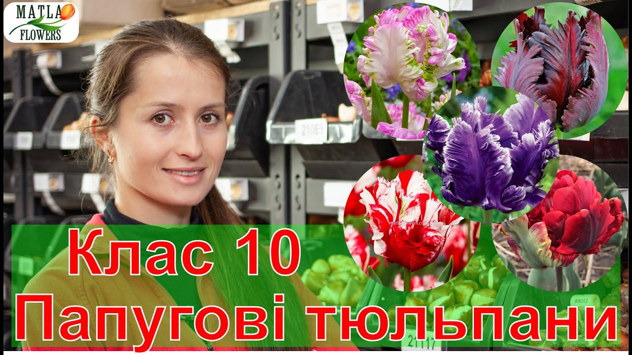 Тюльпани Папугові Клас 10