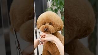 Toy poodle ASMR / トイプーのASMR #shorts