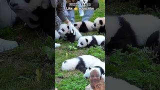 Baby Panda & Big Panda’s Funniest Playtime Ever! 🐼😂 You Won’t Stop Watching! #shorts