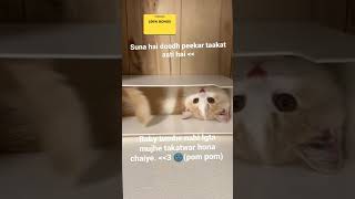 Relax Guys Admin Single Hai