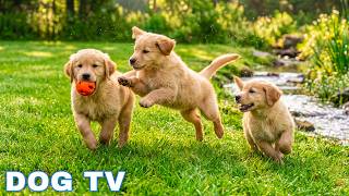 12 Hours of Dog TV for Dogs to Watch 🎹 Dog Calming Music 🎶 Anti Anxiety Music For Dogs With Harmony
