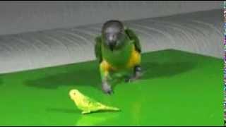 Şefkatli Papağan Resimi