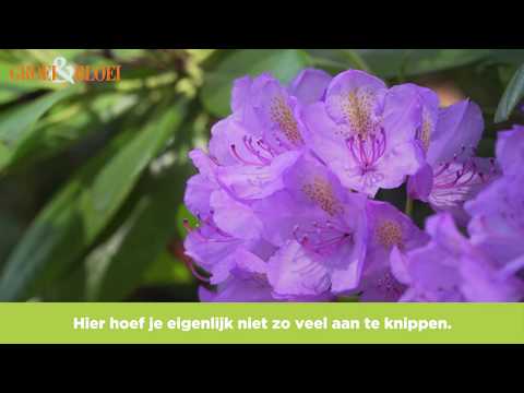 Video: Versorging Van Rododendron In Die Lente, Somer En Herfs