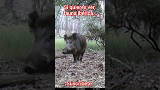 Gran verraco atraviesa el bosque. Resimi