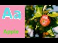 ABC Phonics Song | Alphabet letter sounds | ABC learning for toddlers | Education ABC Nursery Rhymes