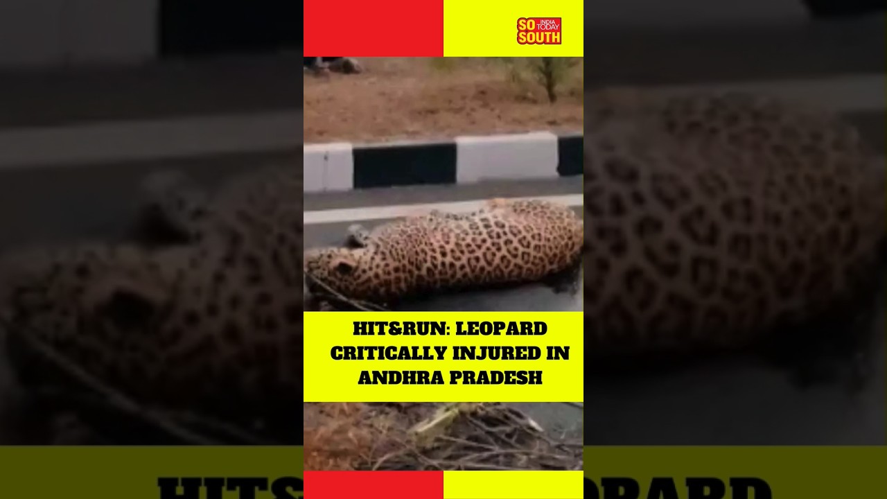Andhra Pradesh : A Leopard Injured at Penugonda RTO Check Post