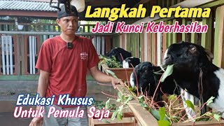 5 Tahapan Yang Harus Di Pahami Peternak Kambing Pemula