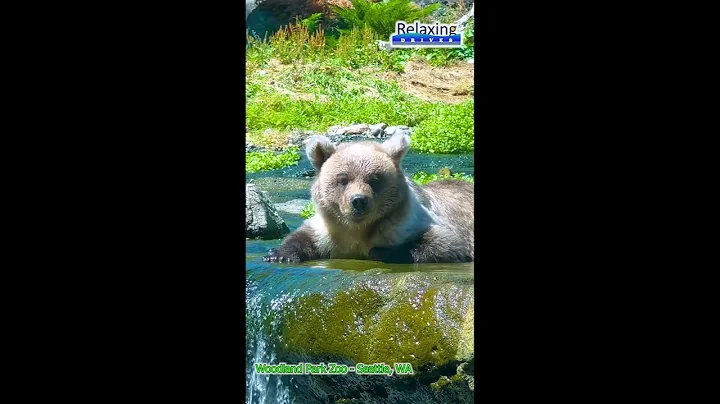Brown Bear Cooling Down - Woodland Park Zoo | Relaxing Drives #shorts #woodlandparkzoo