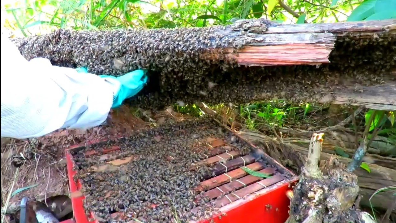 Resgate De abelhas APIS / Transferência Para Caixa