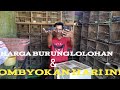 harga burung lolohan & ombyokan! kios cak suri hari ini