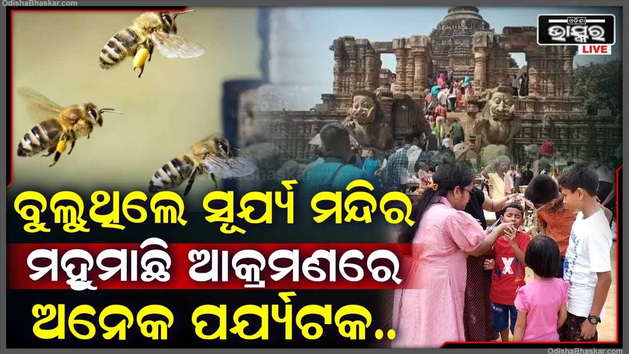 ସୂର୍ଯ୍ୟ ମନ୍ଦିରରେ ଘଟିଛି ଅଘଟଣ... ବୁଲୁଥିଲେ ପର୍ଯ୍ୟଟକ ମାଡ଼ିଆସିଲା ମହୁମାଛି...ଅନେକ ପର୍ଯ୍ୟଟକ...