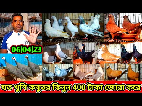 মাত্র ৪০০ টাকা জোরা করে রানিং কবুতর কিনুন যত খুশি তত সজিব ভাইয়ের কবুতর বিক্রি হবে