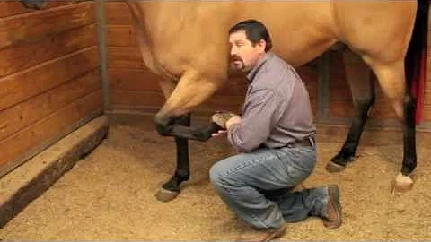 Proper Equine Chiropractic Explained By Mark DePaolo, DVM
