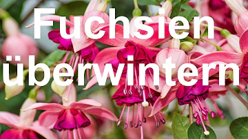 Kann man Fuchsien draußen Überwintern?